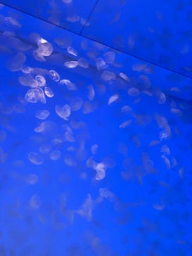 アクアワールド茨城県大洗水族館に投稿された画像（2022/7/26）