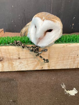 Moff animal cafe iias つくば店に投稿された画像（2022/7/26）