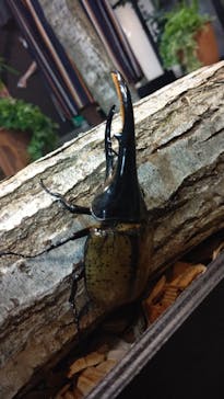 ぶっとんでるいきもの展2に投稿された画像（2022/7/26）