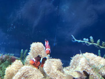 名古屋港水族館に投稿された画像（2022/7/26）