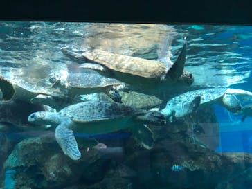 名古屋港水族館に投稿された画像（2022/7/26）