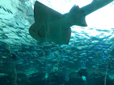 名古屋港水族館に投稿された画像（2022/7/26）