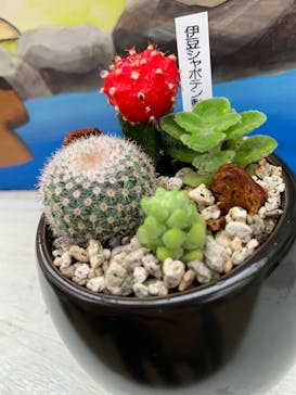 伊豆シャボテン動物公園に投稿された画像（2022/7/26）