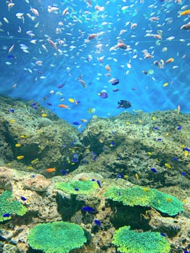 アクアワールド茨城県大洗水族館に投稿された画像（2022/7/26）