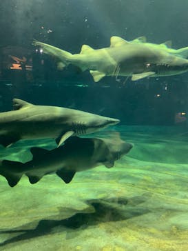 アクアワールド茨城県大洗水族館に投稿された画像（2022/7/26）