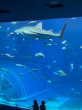 沖縄美ら海水族館に投稿された画像（2022/7/27）