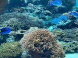 沖縄美ら海水族館に投稿された画像（2022/7/27）