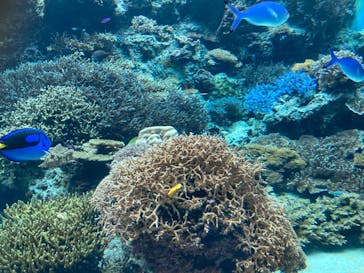 沖縄美ら海水族館に投稿された画像（2022/7/27）