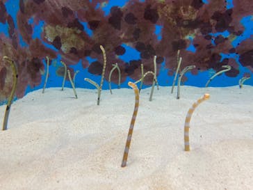 沖縄美ら海水族館に投稿された画像（2022/7/27）