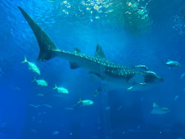 沖縄美ら海水族館に投稿された画像（2022/7/27）