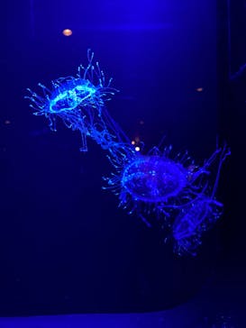 沖縄美ら海水族館に投稿された画像（2022/7/27）