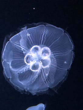 サンシャイン水族館に投稿された画像（2022/7/27）