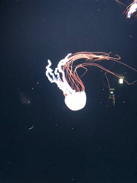 サンシャイン水族館に投稿された画像（2022/7/27）