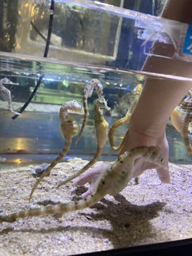 ゼロ距離水族館 伊勢シーパラダイスに投稿された画像（2022/7/27）