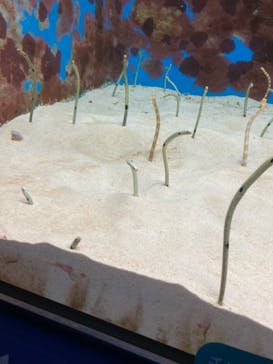 沖縄美ら海水族館に投稿された画像（2022/7/27）