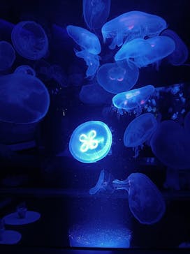 京都鉄道博物館×京都水族館に投稿された画像（2022/7/27）