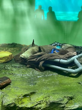 しながわ水族館に投稿された画像（2022/7/27）