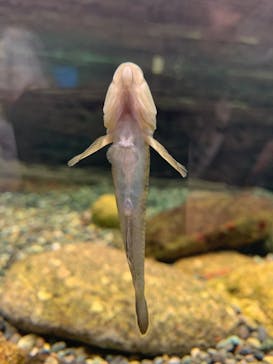 滋賀県立琵琶湖博物館に投稿された画像（2022/7/27）