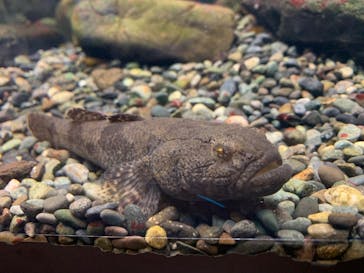 滋賀県立琵琶湖博物館に投稿された画像（2022/7/27）