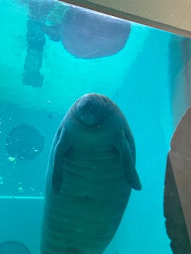 沖縄美ら海水族館に投稿された画像（2022/7/27）