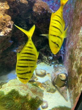 沖縄美ら海水族館に投稿された画像（2022/7/27）