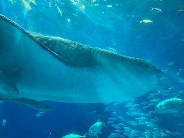沖縄美ら海水族館に投稿された画像（2022/7/27）