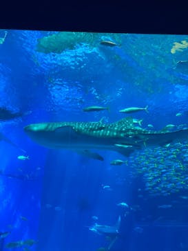 沖縄美ら海水族館に投稿された画像（2022/7/27）