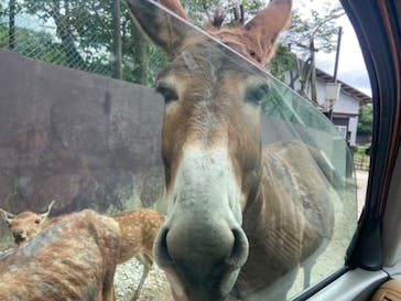 那須サファリパークに投稿された画像（2022/7/27）