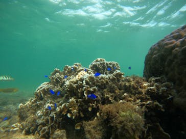 沖縄マリンサービス碧に投稿された画像（2022/7/27）