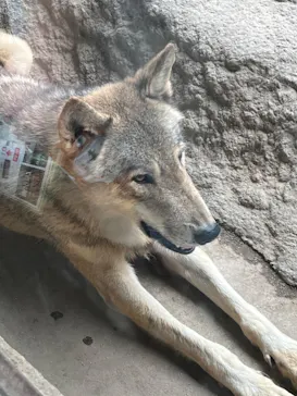 神戸どうぶつ王国に投稿された画像（2022/7/27）