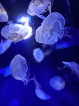 サンシャイン水族館に投稿された画像（2022/7/27）