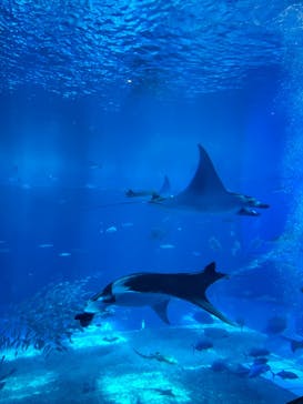 沖縄美ら海水族館に投稿された画像（2022/7/27）