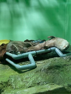 しながわ水族館に投稿された画像（2022/7/27）