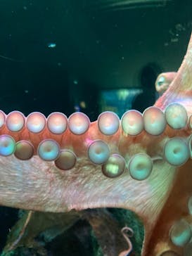 サンシャイン水族館に投稿された画像（2022/7/27）