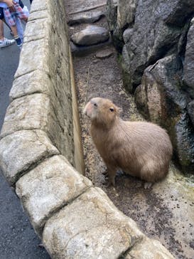 伊豆シャボテン動物公園に投稿された画像（2022/7/27）