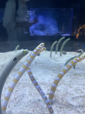 すみだ水族館に投稿された画像（2022/7/27）