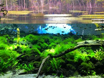 カワスイ 川崎⽔族館に投稿された画像（2022/7/27）