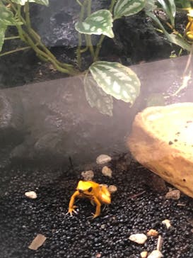 カワスイ 川崎⽔族館に投稿された画像（2022/7/27）