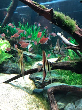 カワスイ 川崎⽔族館に投稿された画像（2022/7/27）