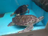仙台うみの杜水族館に投稿された画像（2022/7/28）