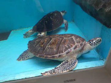 仙台うみの杜水族館に投稿された画像（2022/7/27）