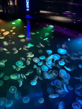 すみだ水族館に投稿された画像（2022/7/27）