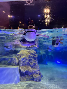 すみだ水族館に投稿された画像（2022/7/27）