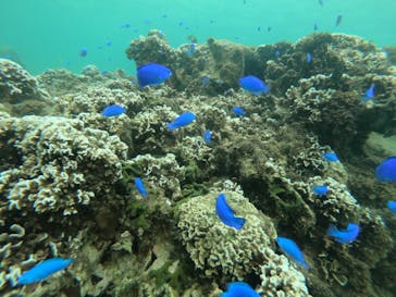 武藤潜水に投稿された画像（2022/7/28）