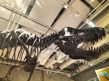 国立科学博物館に投稿された画像（2022/7/28）