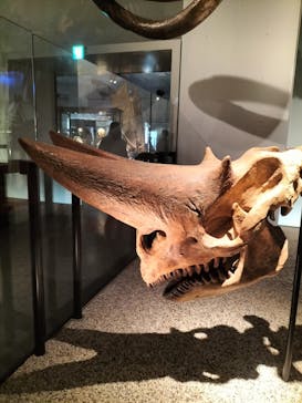 国立科学博物館に投稿された画像（2022/7/28）