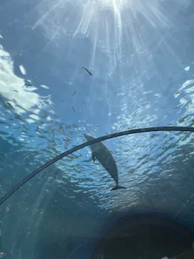 横浜・八景島シーパラダイスに投稿された画像（2022/7/28）