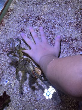 ゼロ距離水族館 伊勢シーパラダイスに投稿された画像（2022/7/28）