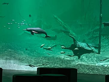 カワスイ 川崎⽔族館に投稿された画像（2022/7/28）