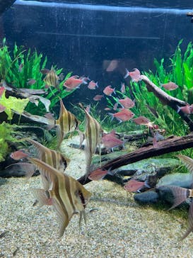 カワスイ 川崎⽔族館に投稿された画像（2022/7/28）